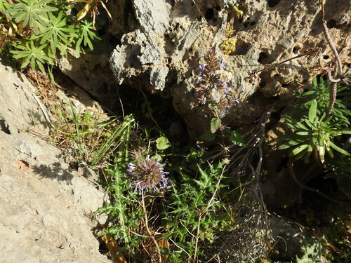 Image of Nepeta melissifolia by (c) Yves Bas, some rights reserved (CC BY)