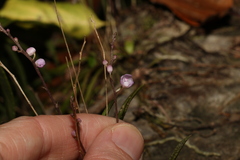 Sarcochilus ceciliae