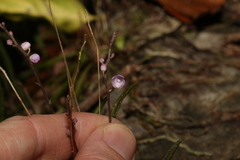 Sarcochilus ceciliae