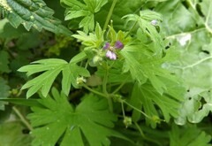 Geranium pusillum