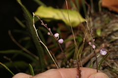 Sarcochilus ceciliae