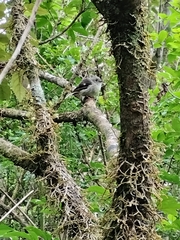 Petroica macrocephala macrocephala