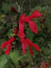Salvia fulgens