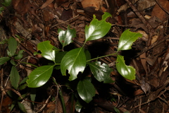 Psydrax lamprophylla