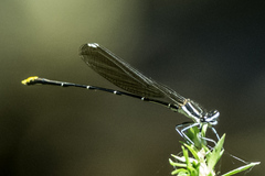 Allocnemis leucosticta
