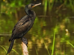 Phalacrocorax fuscicollis