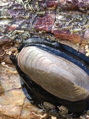 Scutus antipodes