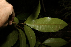 Pseudoweinmannia lachnocarpa