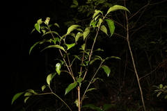 Pseudoweinmannia lachnocarpa