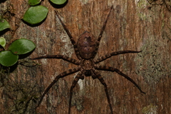 Heteropoda procera