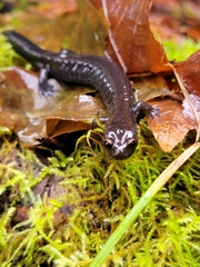 Plethodon elongatus