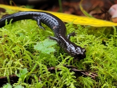 Plethodon elongatus