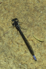 Pseudagrion draconis