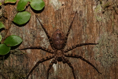 Heteropoda procera