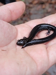 Plethodon elongatus