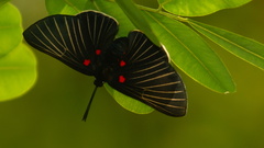 Melanis cephise