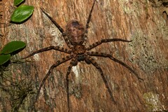 Heteropoda procera
