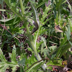 Cirsium maackii
