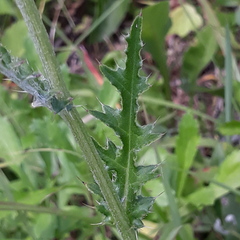 Cirsium maackii