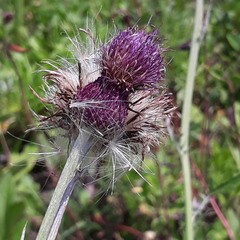 Cirsium maackii