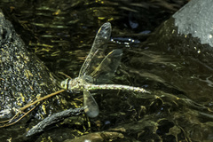 Pinheyschna subpupillata