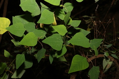Homalanthus stillingiifolius