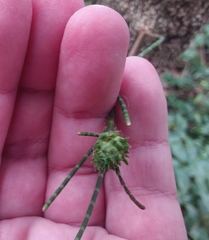 Selitrichodes utilis