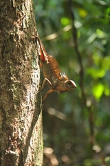 Gonocephalus bornensis