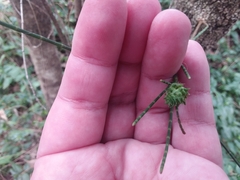 Selitrichodes utilis