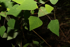 Homalanthus stillingiifolius