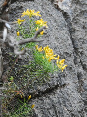 Hypericum empetrifolium