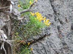 Hypericum empetrifolium
