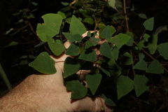 Homalanthus stillingiifolius