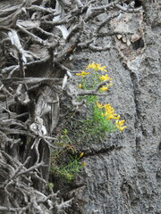 Hypericum empetrifolium