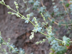Rubia tenuifolia