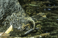 Pinheyschna subpupillata