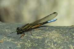 Platycypha fitzsimonsi