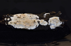 Crustoderma corneum
