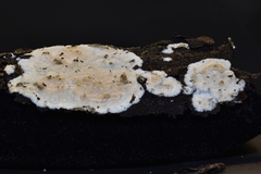 Crustoderma corneum