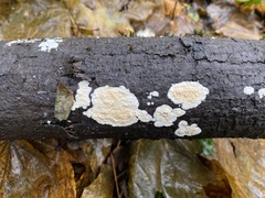 Crustoderma corneum