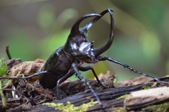 Chalcosoma