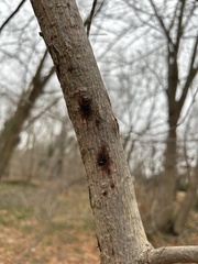 Phytophthora cactorum