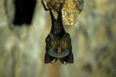 Megaderma spasma