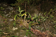 Dendrobium x delicatum