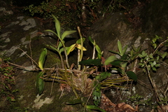 Dendrobium x delicatum