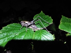 Pholidoptera aptera
