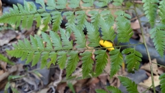 Davallia divaricata