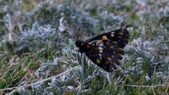Catasticta teutila