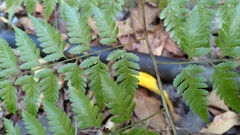 Davallia divaricata