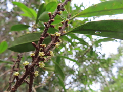 Myrsine seguinii